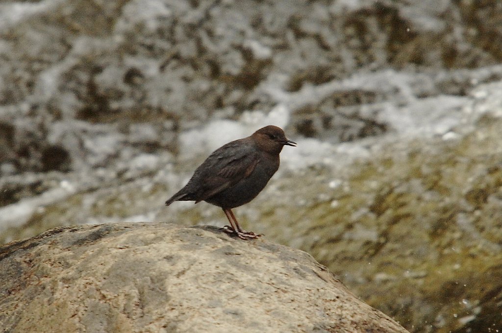 Dipper, American, 2007-06121488b Big Thompson Canyon, CO.JPG - American Dipper. Big Thompson Canyon, CO, 6-12-2007